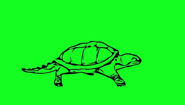 Greencreen video cartoon animal sketches walking and running	