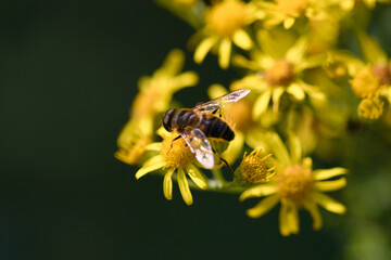 Abeille butinant du seneçon