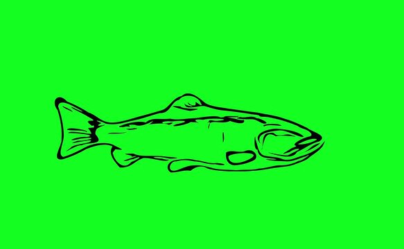 Greencreen video cartoon fish sketches was swimming