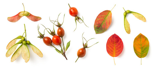 natural autumn / fall forest or garden design elements isolated over a transparent background, maple seeds, rose hips and colorful red, green, orange and yellow leaves, cut-out nature elements, PNG - 634079112