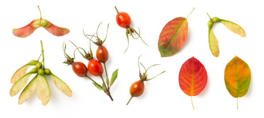 natural autumn / fall forest or garden design elements isolated over a transparent background, maple seeds, rose hips and colorful red, green, orange and yellow leaves, cut-out nature elements, PNG