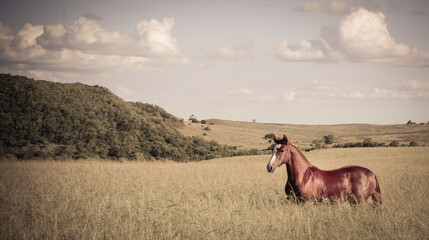 cavalos