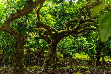 closeup of coffee tree in coffee plantation