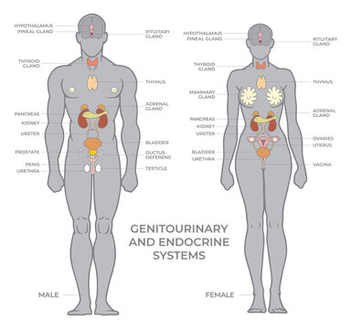 Genitourinary or urinary and endocrine systems. Female and male silhouettes with organs human anatomy infographics. Flat style medical vector illustration.