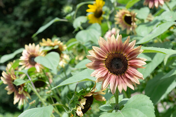 Helianthus annuus with variegated tan yellow coloration growing in a summer garden