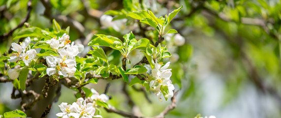 White flowers bloom in the trees. Spring landscape with blooming sakura tree. Beautiful blooming garden on a sunny day. Copy space for text.