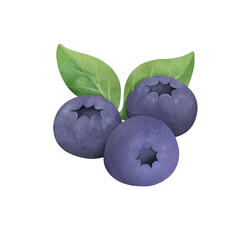 Blueberry Watercolor