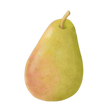 Pear Watercolor
