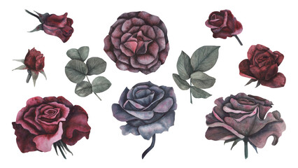 Set gothic rose with leaves magical texture isolated on white background. Watercolor hand drawn botanical sketch iIllustration. Art for design mystical halloween witch decoration, scary greeting card