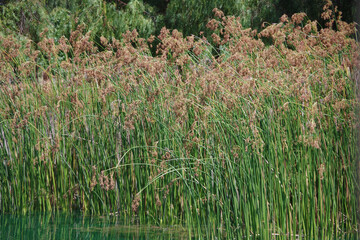 Fototapeta premium Lakeside water edge reed grass