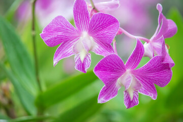 pink orchid on green