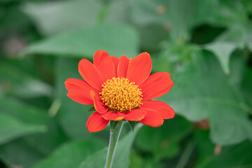Beautiful orange zinnia flower in the garden. Closeup photo, blurred.