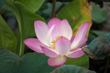 Fototapeta premium Purple water lilly on water background with leaves and it's bud.
