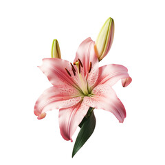 Beautiful Pink Lily flower isolated on a transparent background