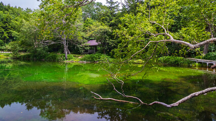 群馬　万座温泉　夏の牛池
