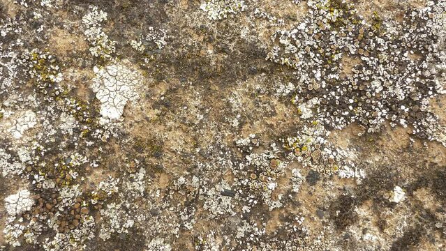 Lichen and stone moss, macro shot