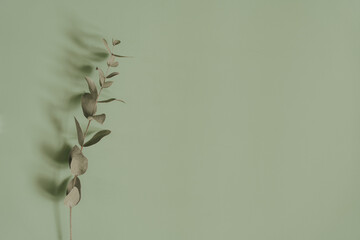 Sage green aesthetic background with copyspace