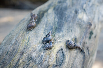 Littorinid snail on dead mangrove trunk. The mangrove snail spends most of its life in its shell to protect him self from the salt environment.