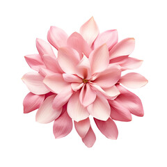 Isolated pink flower petals on transparent background