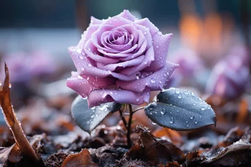Deurstickers Purple rose with dew drops © kardaska