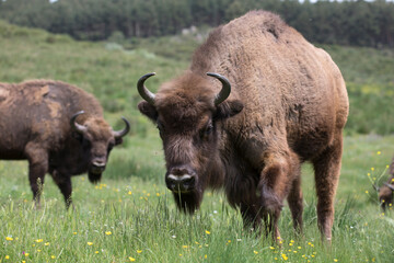 Free roaming European bison Bison bonasus or wisent
