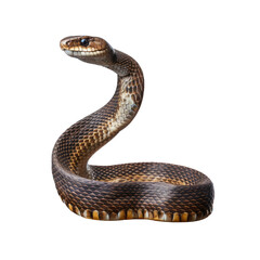 Obraz premium Javan spitting cobra isolated on transparent background