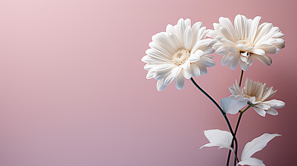 Daisy flowers on minimalist light background