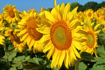 Bright yellow sunflowers on a sunny day.