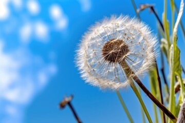 dandelion seed head against blue sky background