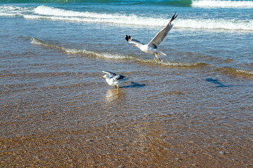 Seagulls on the La Barrosa beach in Sancti Petri, in the town of Chiclana de la Frontera in Cadiz, seen at sunrise