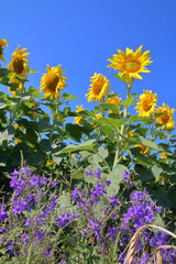 Lilac meadow flowers on a background of sunflowers under a blue sky.