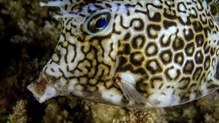 Boxfish
