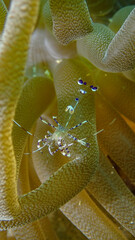 Macro of a shrimp inside an anemone