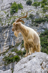 a white billy goat with long beard on a rock in front of a rock wall