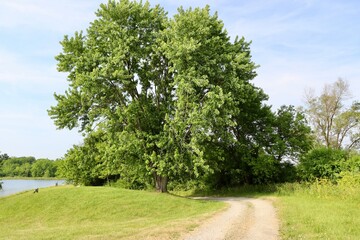 The summer tree on the empty country road.