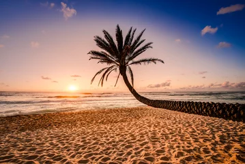 Fototapeten Palm tree leaning toward the sunset © Yggdrasill