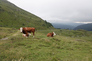 Fototapeta na wymiar Classical panorama wide angle view on an Austrian cow with bell in a meadow in the Alps Mountains