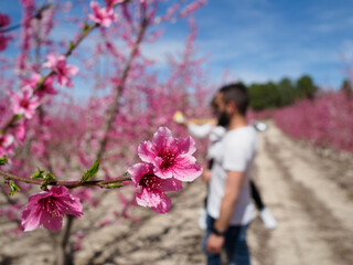 close-up of beautiful peach blossoms. In the background a father and son take pictures of pink flowers. Sunny day in Cieza, Murcia, Spain.