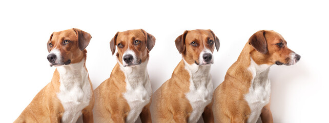 Head shots of dog in different angles looking at camera. Medium size brown puppy dog sitting in a row in multiple views. Serious or bored. Female Harrier mix dog. Selective focus. White background.