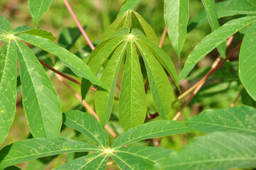 Nature close-up of green cassava leaves selective focus
