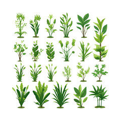 Simple plants, decorative plants illustration design, elements isolated white background