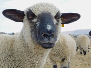 Closeup photograph of the face of a Hampshire Down sheep