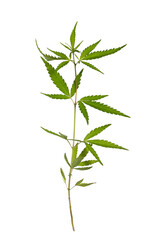 Wild cannabis plant isolated on a transparent background.