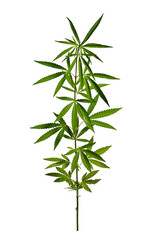 Wild cannabis plant isolated on a transparent background.
