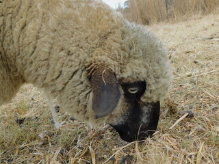 Closeup side view of a Hampshire Down Ewe sheep eating hay. The background is beige as well as the sheep's wooly body with only a black note and ears. - obrazy, fototapety, plakaty