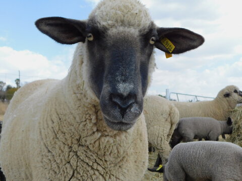 Closeup photograph of a sheep's head. A Hampshire Down Ewe sheep looking directly into the camera with a beige colored wool body, black ears and nose and a tiny white spot above the nose