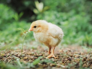 A chicken baby in the garden