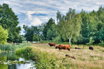 Heck cattle (Bos taurus var. Heck) in a marshy environment with water, grasses and birch trees....