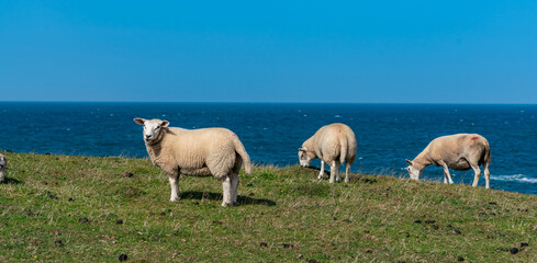 Sheep along the Rhoscolyn Headland , Isle of Anglesey