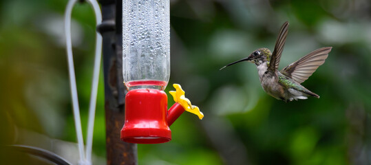Hummingbird Tongue